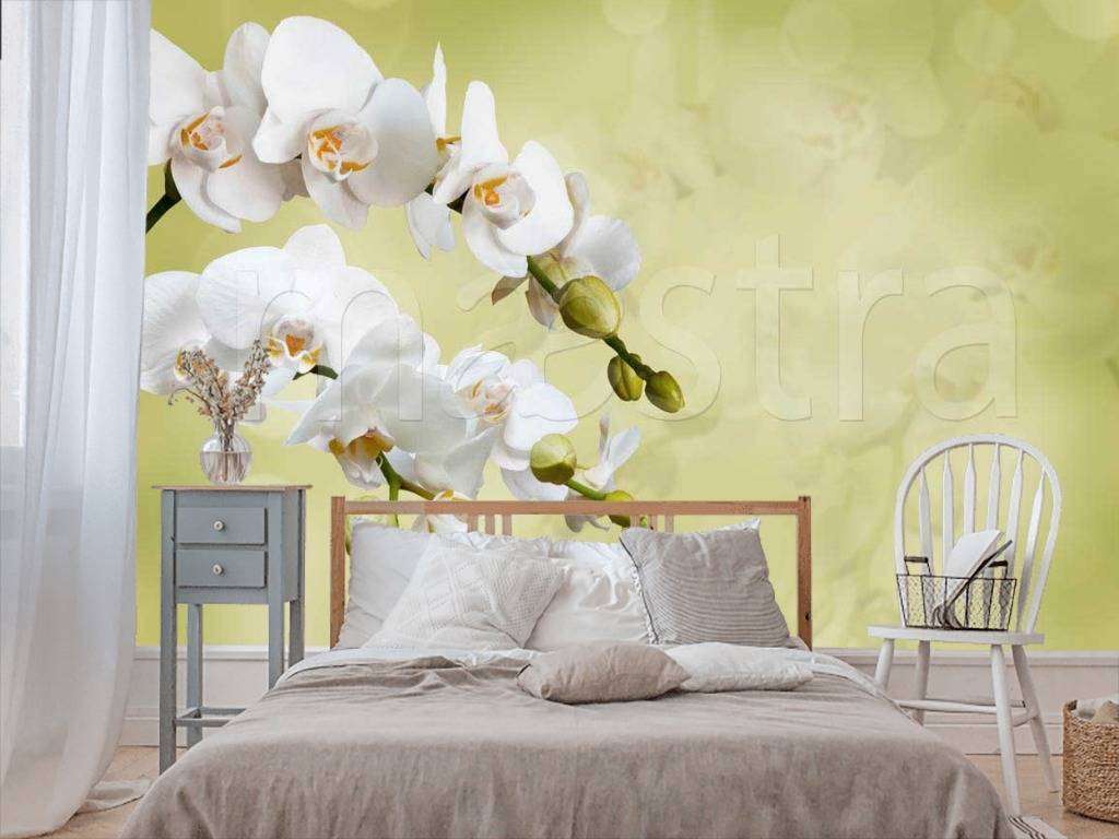 Фотообои Белая орхидея на светло зеленом фоне  10-168