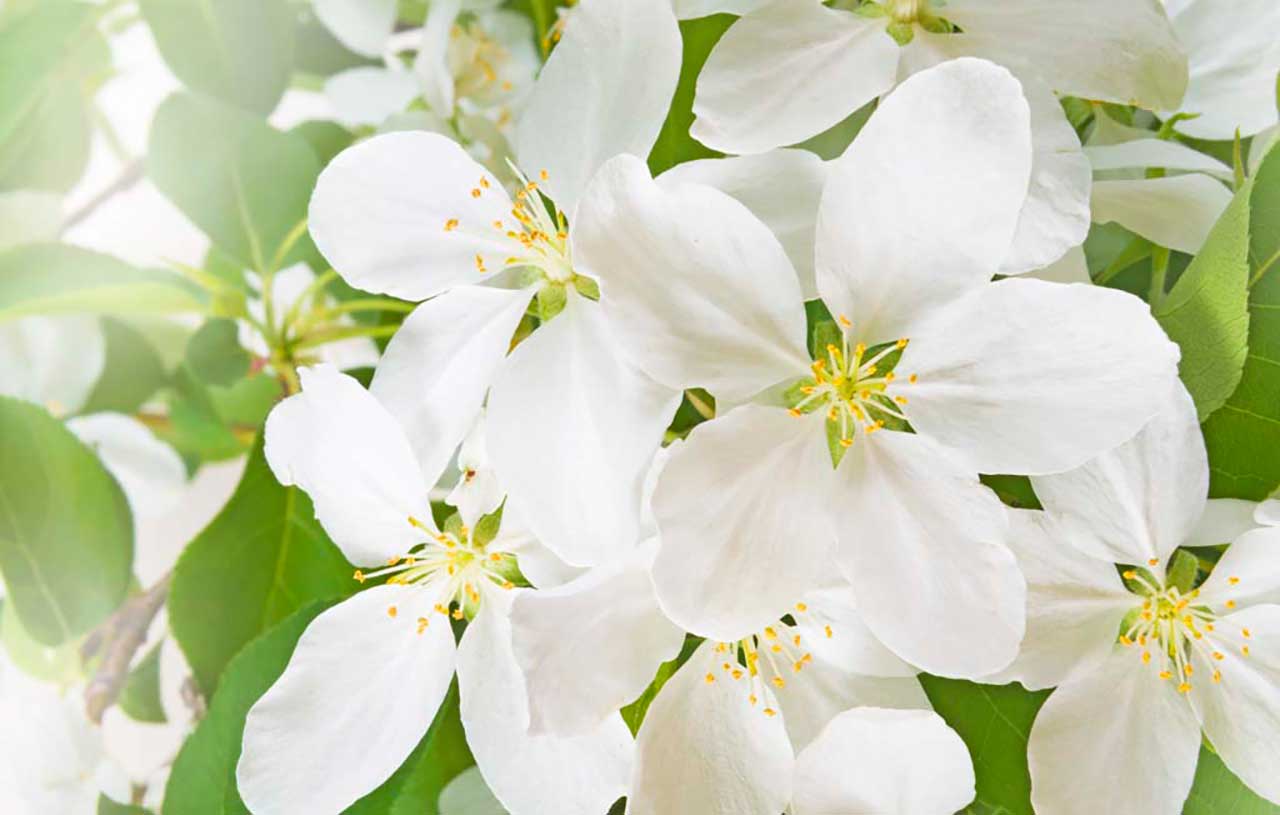 Фотообои в интерьере белый цвет в саду  9-072 фото