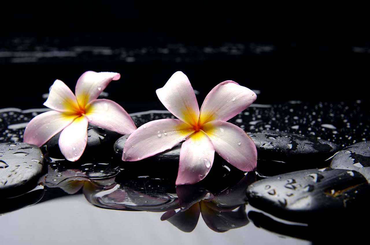 Фотообои в интерьере нежные цветы на камнях  4-034 фото