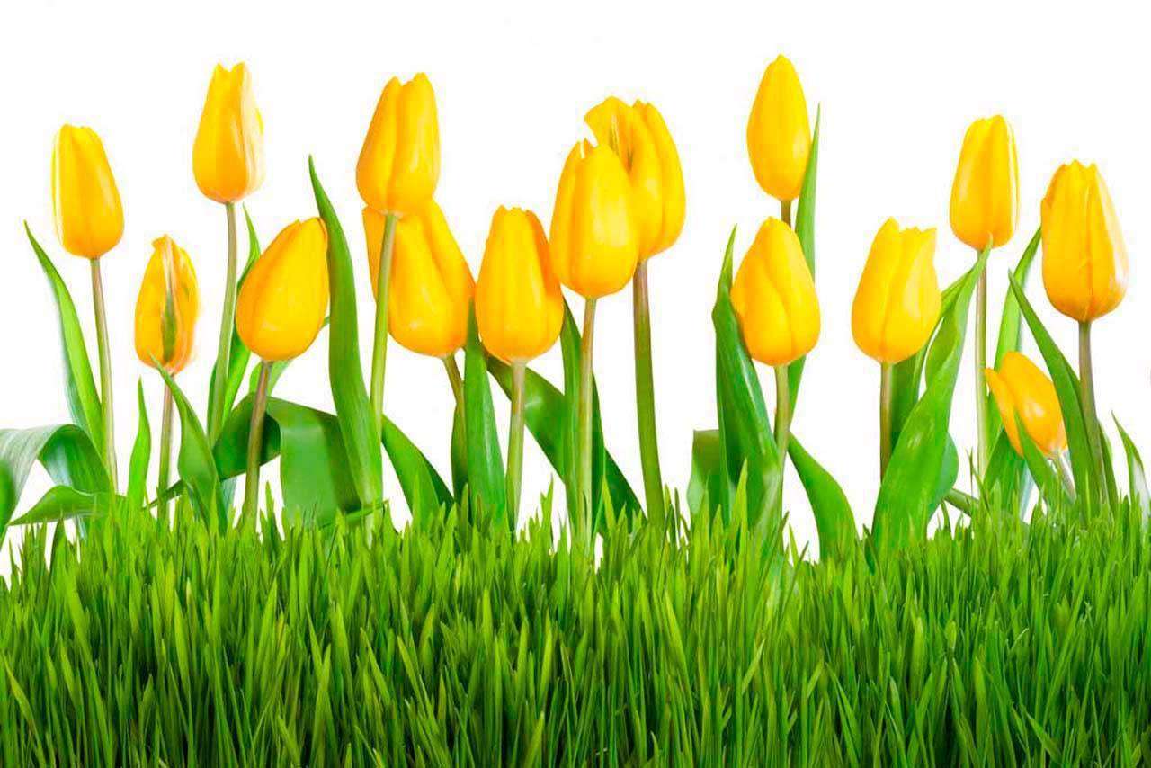 Фотообои в интерьере желтые бутоны тюльпанов  10-133 фото