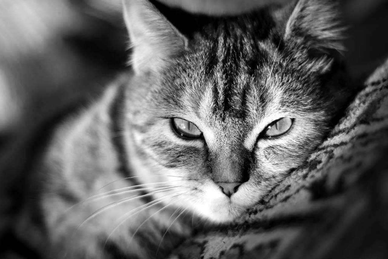 Фотообои в интерьере серая кошка  4-180 фото