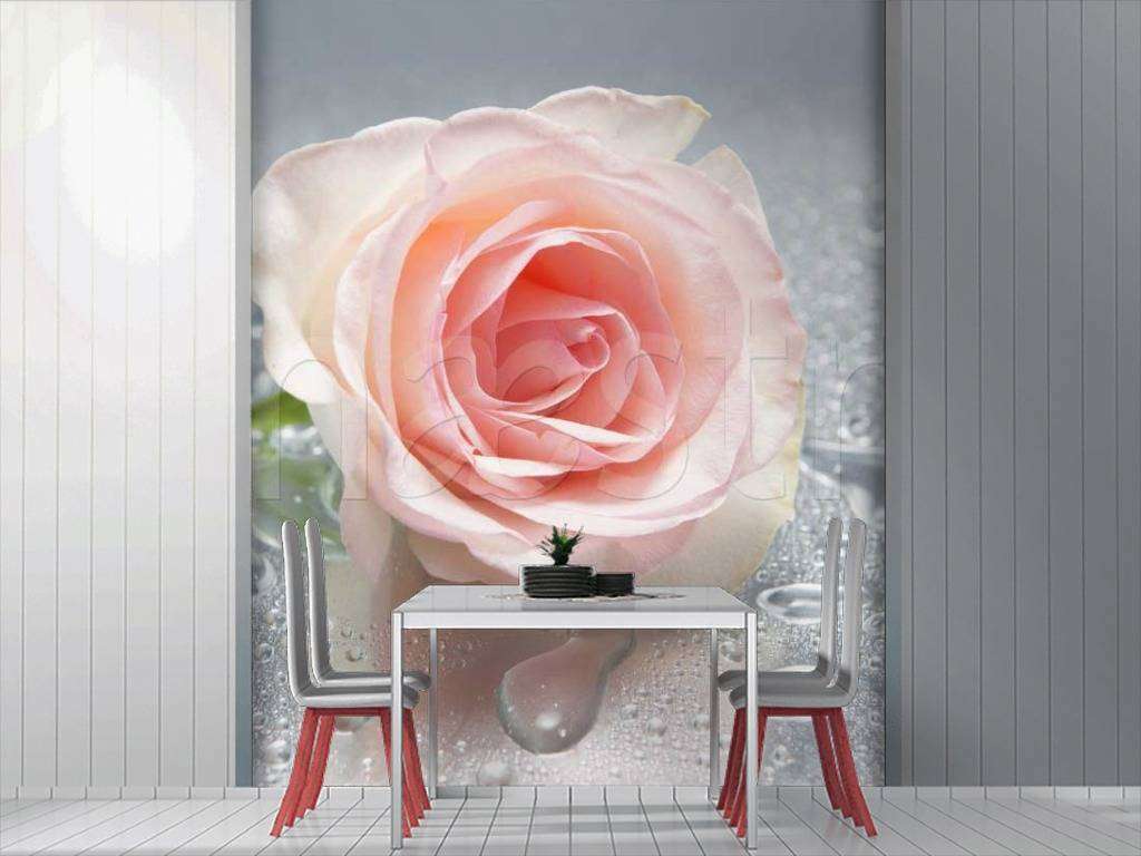 Фотообои Нежная розовая роза на сером фоне  10-275