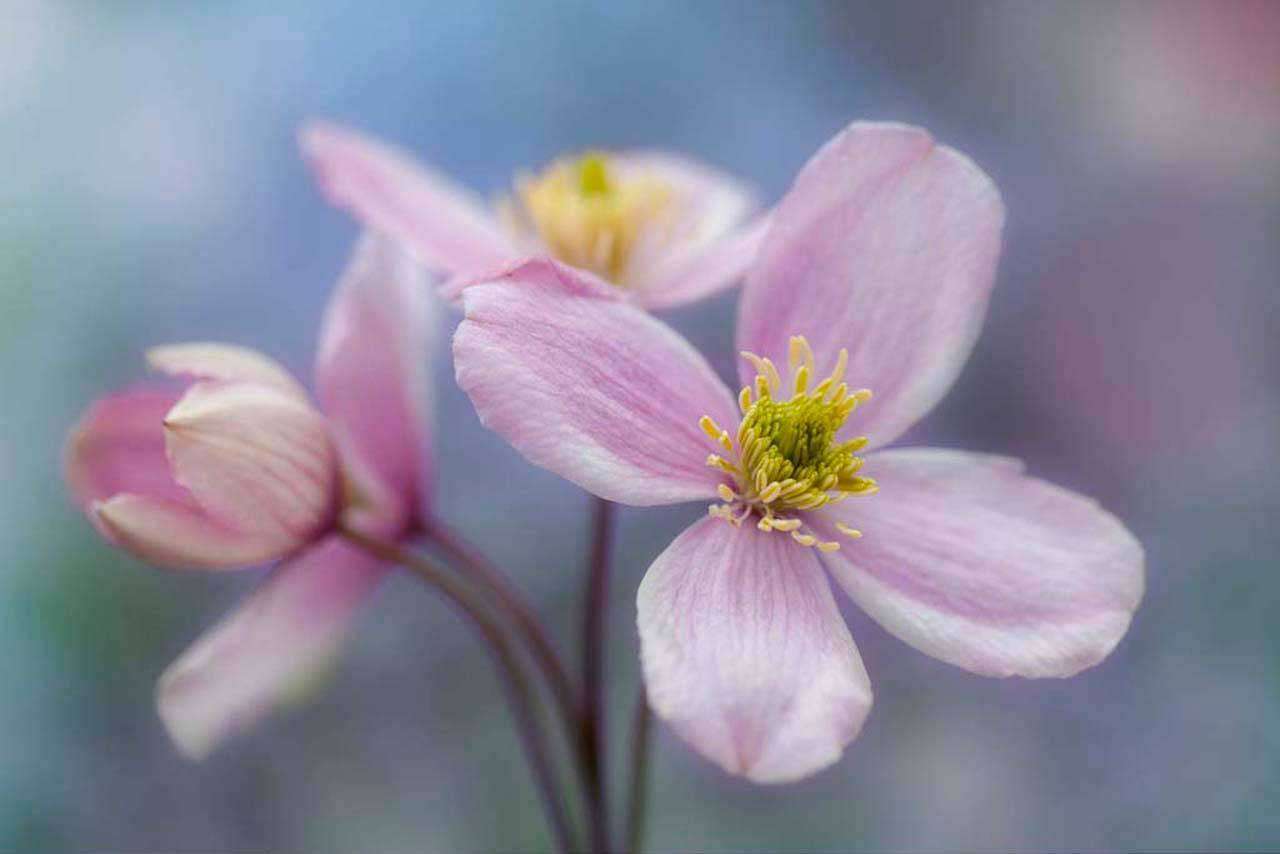 Фотообои в интерьере полевые 3д цветы  4-083 фото