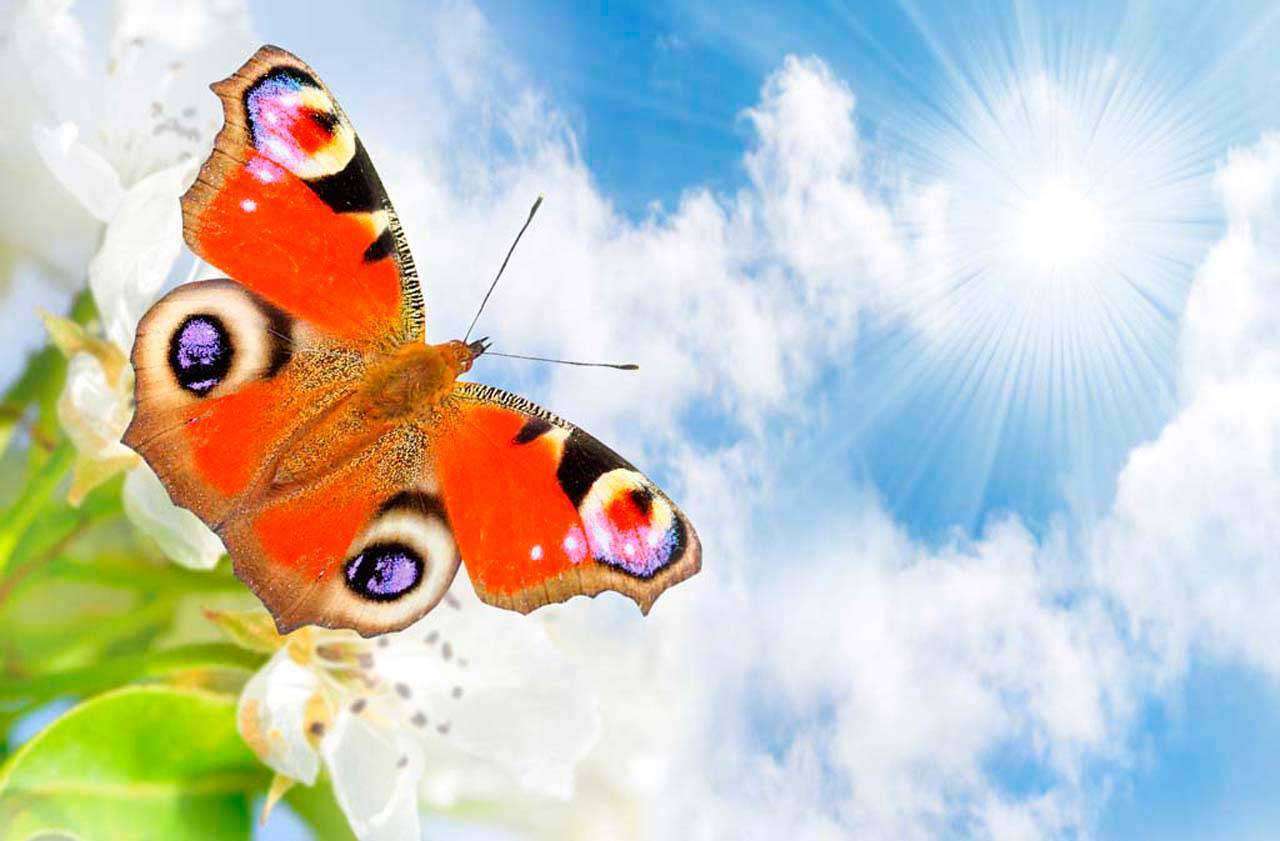 Фотообои в интерьере яркая бабочка 3д  4-089 фото