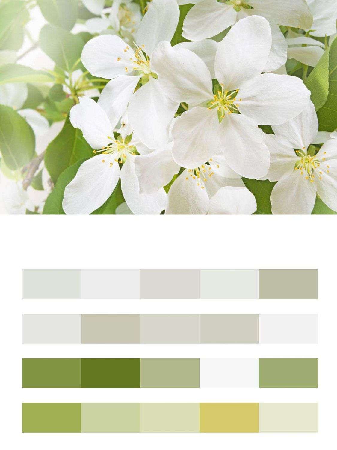 Белый цвет в саду  9-072