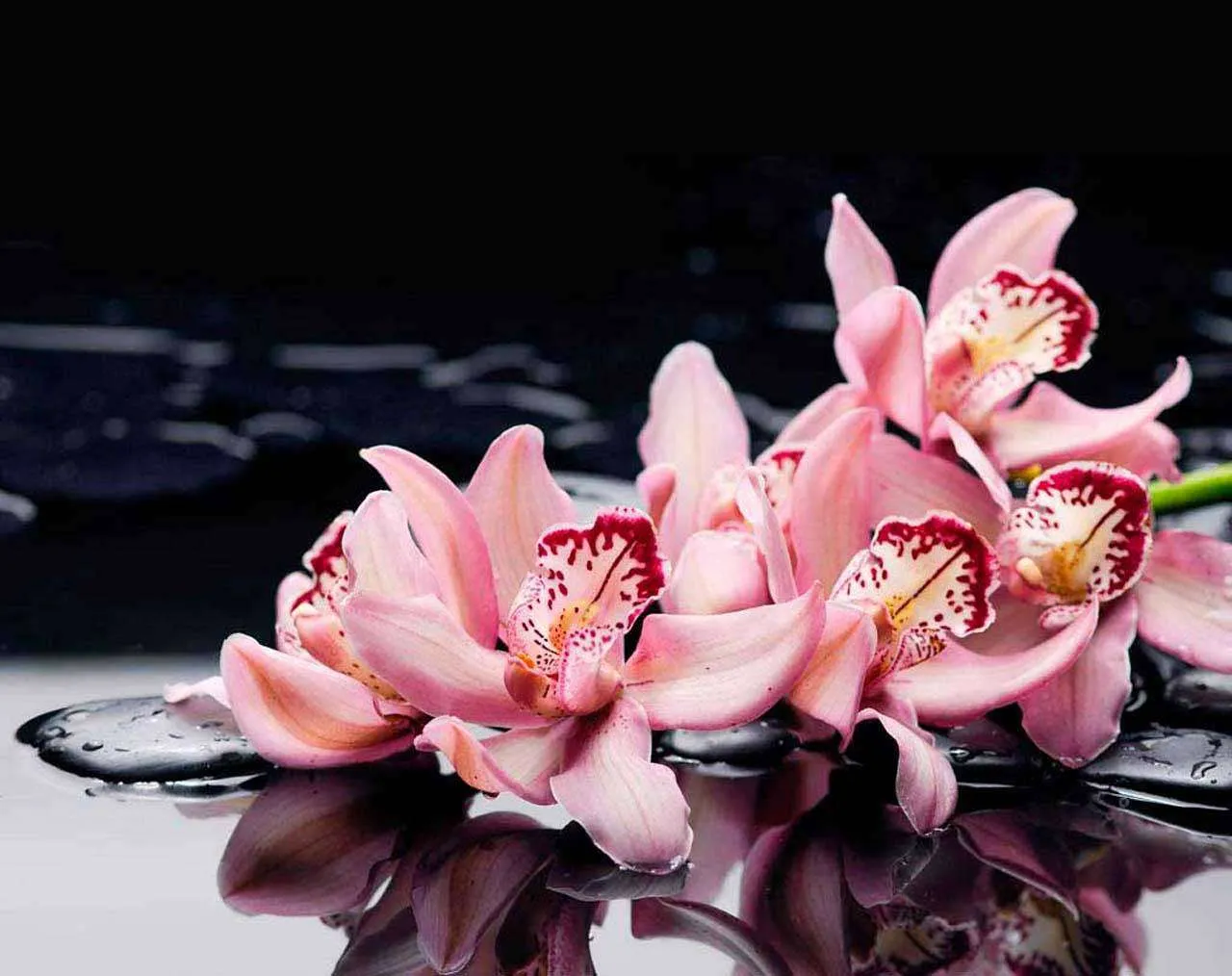 Фотообои в интерьере орхидея на черном фоне  10-220 фото