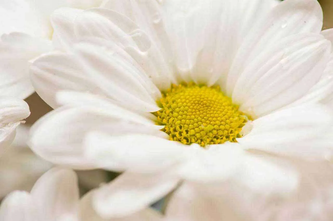 Фотообои в интерьере ромашка с желтой сердцевиной  10-349 фото