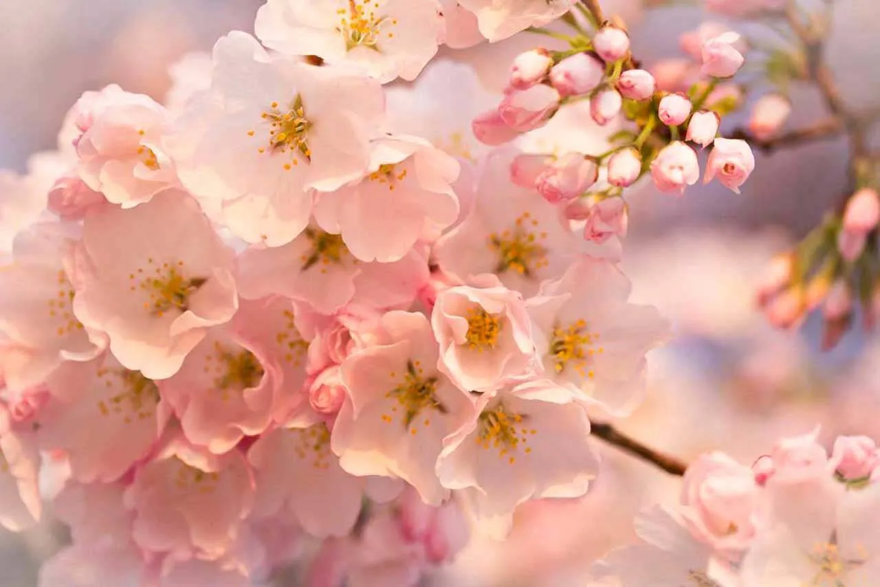 Фотообои в интерьере розовая сакура  3-180 фото