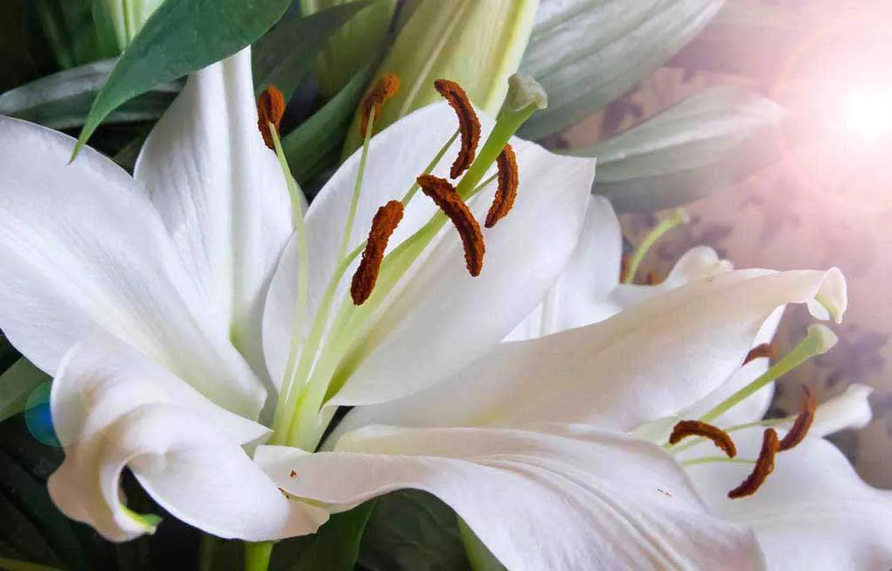 Фотообои в интерьере белоснежная лилия  10-372 фото