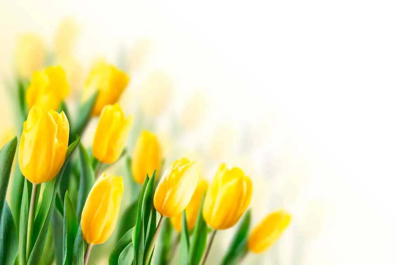 Фотообои в интерьере букет желтых тюльпанов  10-132 фото