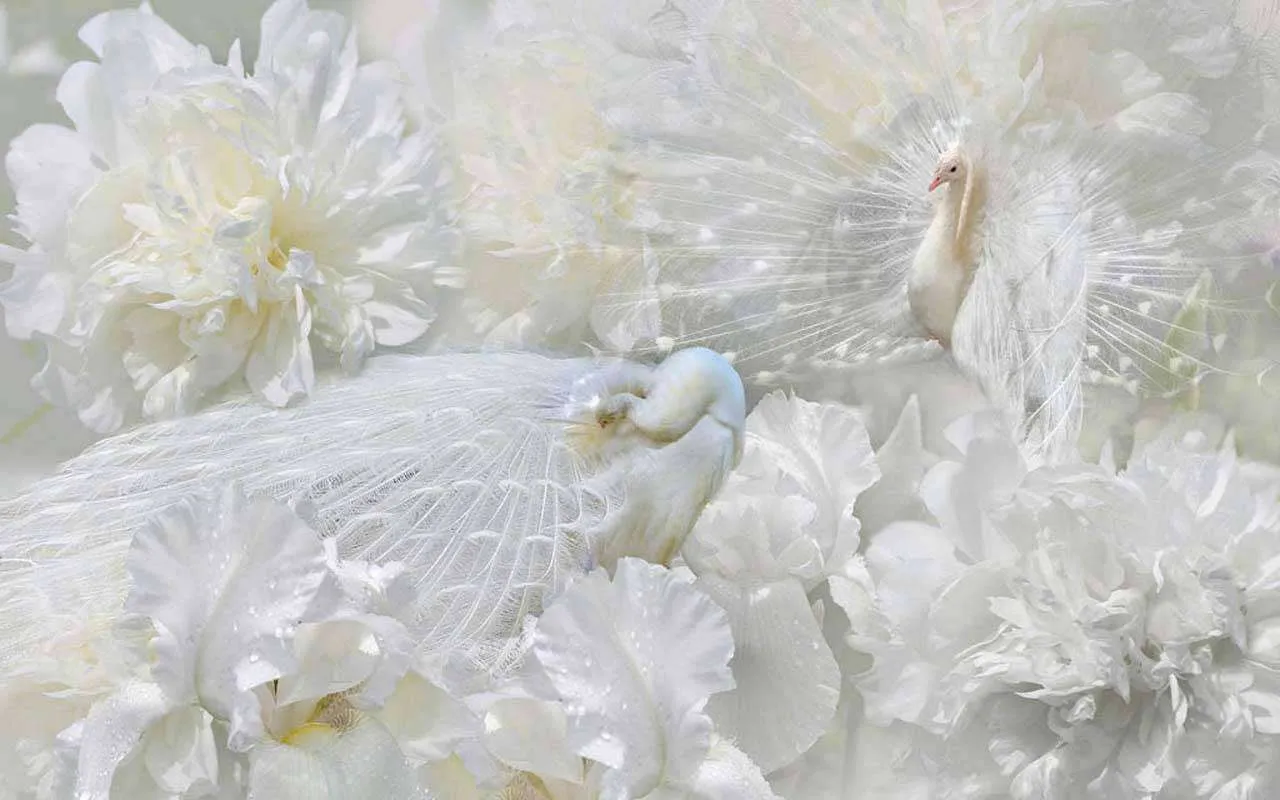 Фотообои в интерьере белые хризантемы  7-584 фото