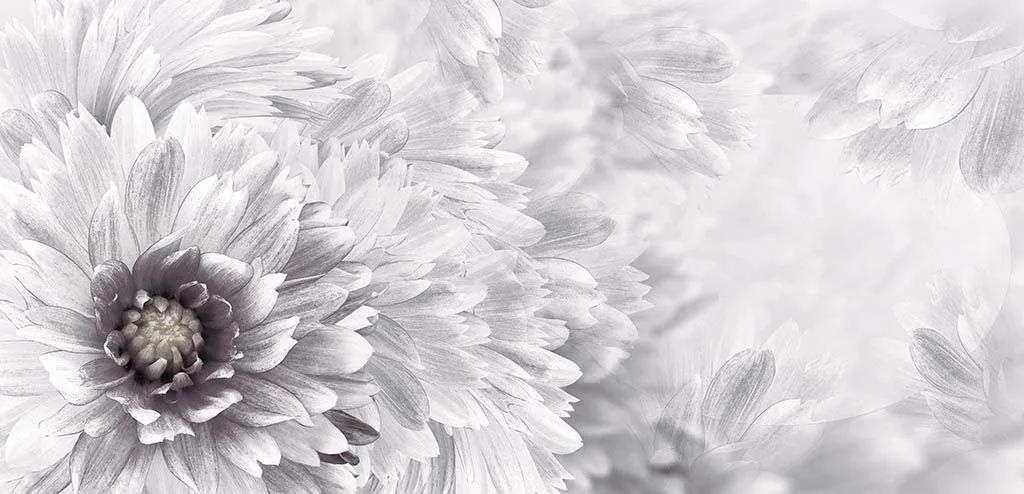 Фотообои в интерьере хризантема  10-865 фото