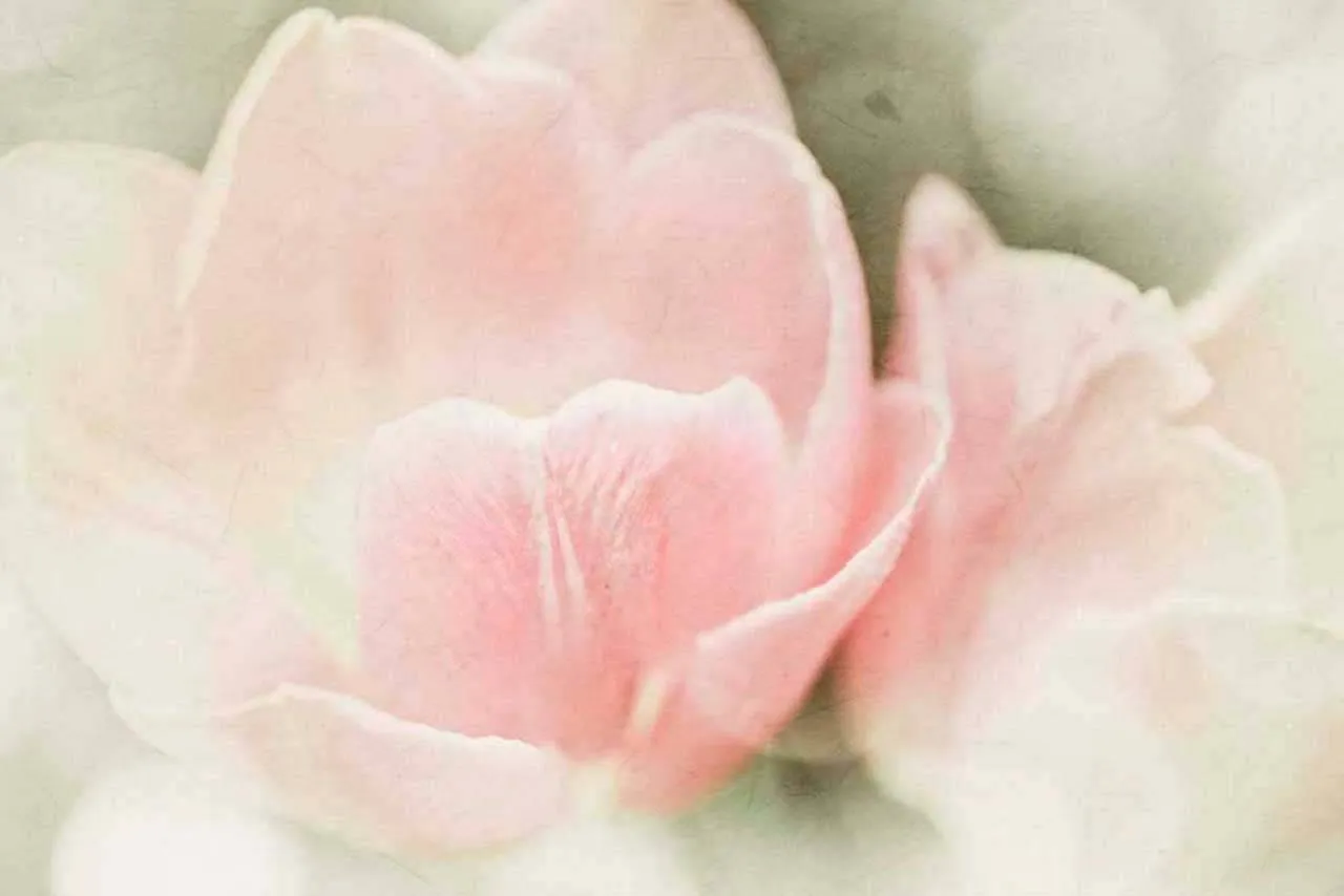 Фотообои в интерьере розовые бутоны тюльпанов  10-126 фото